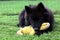 Eurasier dog with toy