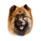 Eurasier, Eurasian, Eurasian dog digital art illustration isolated on white background. German origin working dog. Cute pet hand