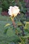 Eureka Rose Flower on Stem