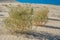 Eureka Valley Sand Dunes. Death Valley National Park, California