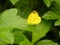 Eurema hecabe butterfly