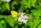 Eurema Hecabe or common grass yellow butterfly having sweet nectar on a flower. Macro butterflies collecting honey and pollination