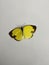 Eurema Lisa, commonly known as the little yellow, little sulfur or little sulphur butterfly