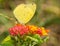 Eurema lisa, Little yellow butterfly feeding on a yellow and red Lantana flower