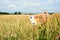 Euro banknote money on ripe wheat ears in a grain field