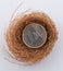 Euro coins in nest