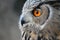 Euroasian Eagle Owl