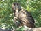Euroasian eagle owl