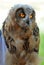 Euroasian Eagle Owl chick