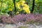 Euroasian eagle owl sitting in the heather with the autumn forest at his back. Colorful optimistic wildlife photo.