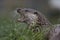 Euroasian otter close up portrait