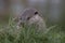 Euroasian otter close up portrait