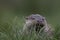 Euroasian otter close up portrait