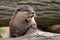 Euroasian River Otter