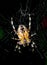 Euroopean Garden Spider  on its web