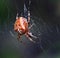 Euroopean Garden Spider  on its web