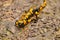 Europaean fire salamander Salamandra salamandra on the gravel road. Close-up of black yellow spotted amphibian in its natural en