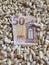 Europe, maize producing zone, dry corn grains and european banknote of fifty euro