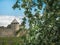 Europe. The photo of old fortress on the background and blossom apple tree is on the foreground. The blue sky with clouds are on