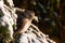 Europe smallest owl Eurasian Pygmy Owl, Glaucidium passerinum, sitting on a frosty branch