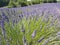 Europe. South of France. Provence. Voucluse region. Typical edge: cultivation of lavender