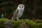 Europe wildlife nature. Owl on red meadow grass. Barn Owl, Tyto alba, flight above orange grass in the morning. Wildlife bird
