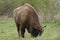 Europeam bison