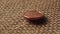 European 1 cent coin falls on a brown sackcloth