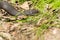 European adder sun bathing