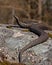 European adder Vipera berus