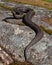 European adder Vipera berus female