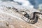 European adder, Vipera berus on sea shore rocks