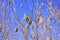 European alder or Alnus glutinosa plant branches with mature catkins on blue sky background