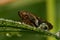 European Alder Spittle Bug - Aphrophora alni.