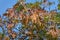 European ash or Fraxinus excelsior with seeds in the autumn