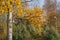 European aspen tree with yellow leaves on sunny autumn day.