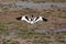 European Avocet bird with wings open
