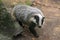 European badger