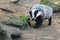 European badger