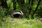 European badger coming out of forest on green meadow in summer