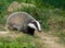 European Badger cub