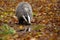 European badger drinking from splash in autumn nature