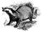 European badger I Antique Animal Illustrations