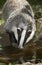 European Badger, meles meles, Adult drinking Water, Normandy