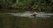 European Badger, meles meles, Adult running through Water, Normandy,