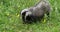 European badger, meles meles, adult walking on grass, Normandy in France, Slow motion