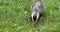 European Badger, meles meles, Adult walking on Grass, Normandy in France, Slow motion