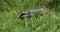 European badger, meles meles, adult walking on grass, Normandy in France, Slow motion