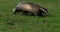 European badger, meles meles, adult walking on grass, Normandy in France, Slow motion