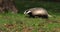 European Badger, meles meles, Adult walking on Grass, Normandy in France, Slow motion